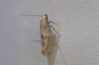 Mompha epilobiella