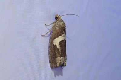 Epiblema foenella