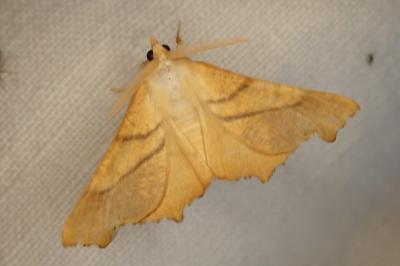 Ennomos fuscantaria