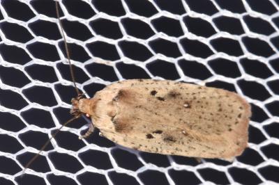 Agonopterix yeatiana