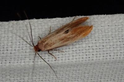Tinea semifulvella
