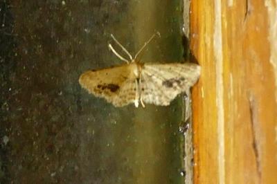 Idaea dimidiata