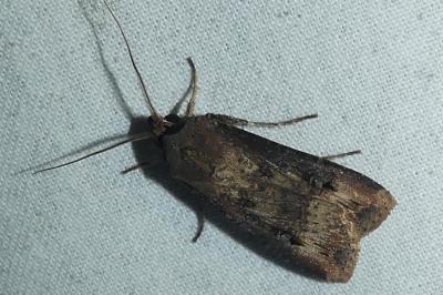 Agrotis ipsilon