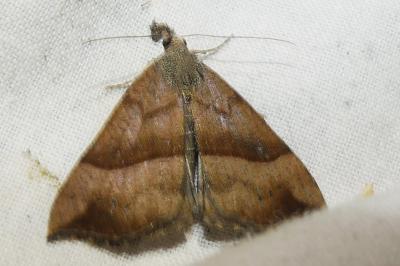 Hypena proboscidalis