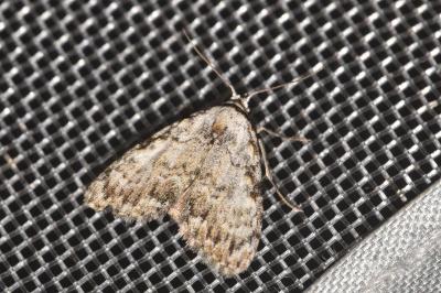 Meganola strigula