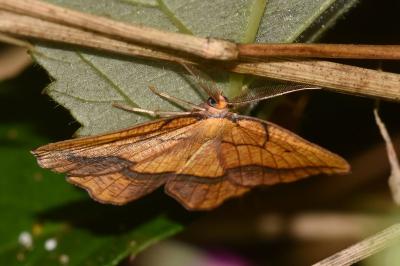 Epione repandaria