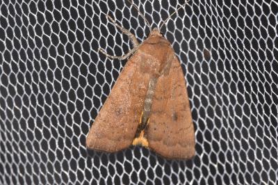 Noctua interjecta