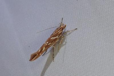 Pyroderces argyrogrammos