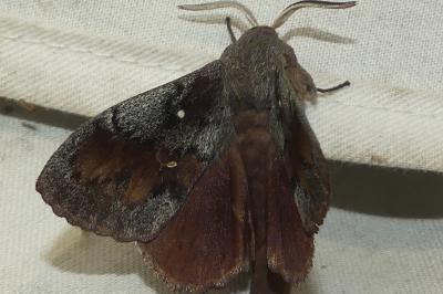 Dendrolimus pini