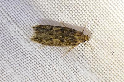 Hofmannophila pseudospretella