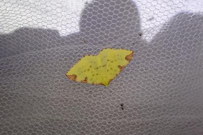 Opisthograptis luteolata