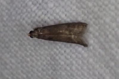 Eccopisa effractella