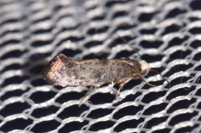 Swammerdamia pyrella