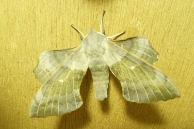 Laothoe populi