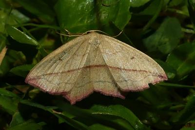 Timandra comae