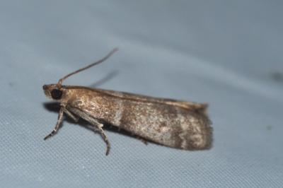 Ephestia woodiella