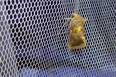 Diachrysia chrysitis