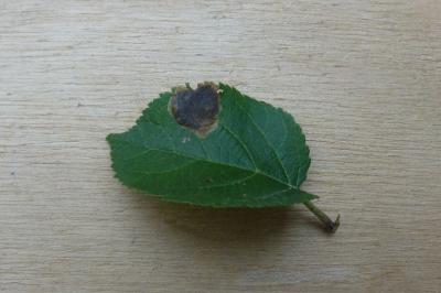 Leucoptera malifoliella