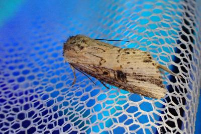 Axylia putris