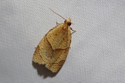 Clepsis rurinana