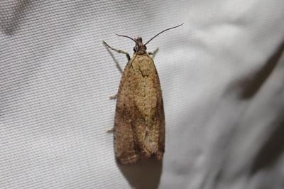 Celypha striana