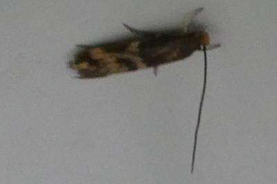 Oinophila v-flavum