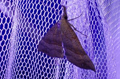 Hypena proboscidalis