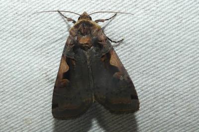 Xestia c-nigrum