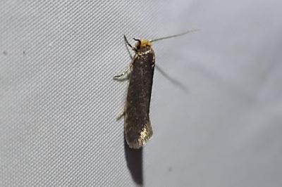 Cephimallota crassiflavella