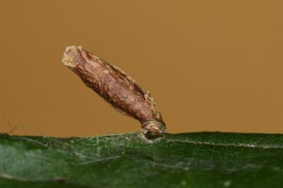 Coleophora serratella