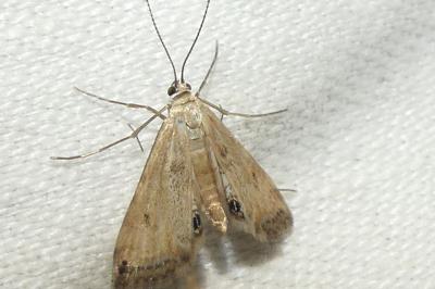 Cataclysta lemnata