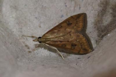 Udea ferrugalis