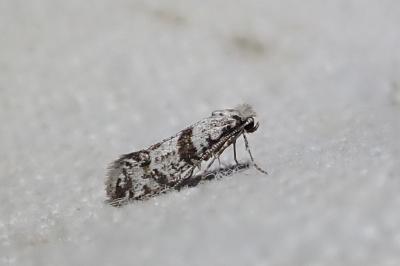 Scythropia crataegella