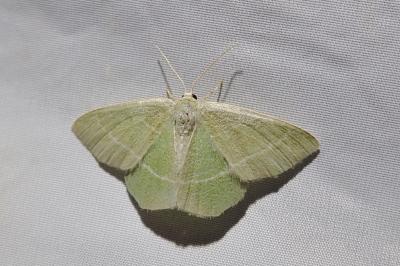 Chlorissa viridata