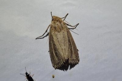 Nonagria typhae