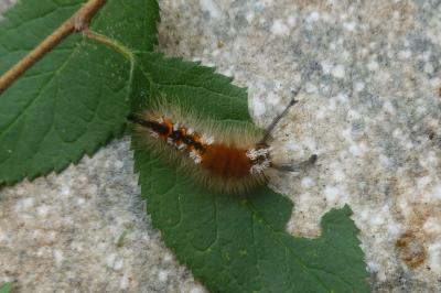 Orgyia recens