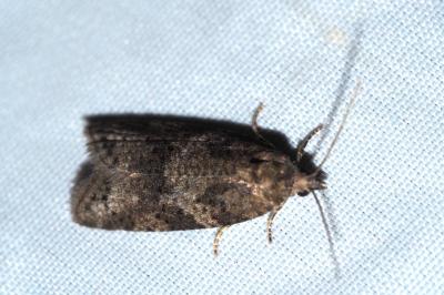 Cnephasia incertana