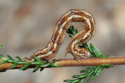 Pachycnemia hippocastanaria