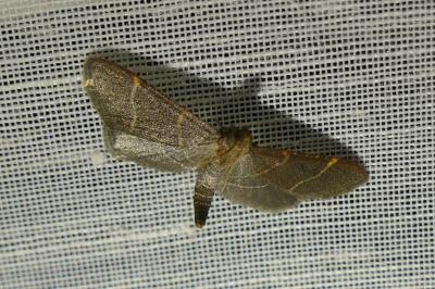 Hypsopygia glaucinalis