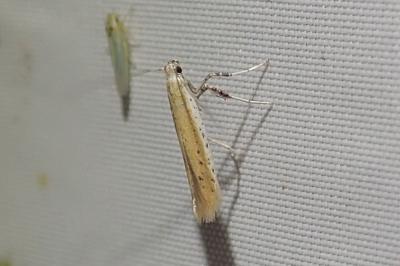 Aspilapteryx tringipennella