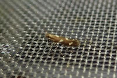 Calybites phasianipennella