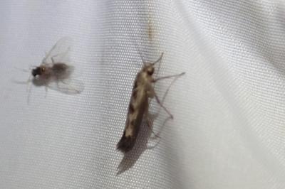 Scythris limbella