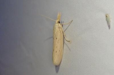 Ematheudes punctella