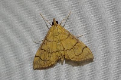 Anania verbascalis