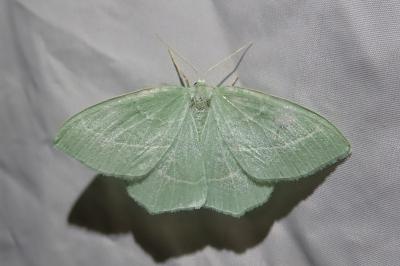 Hemistola chrysoprasaria