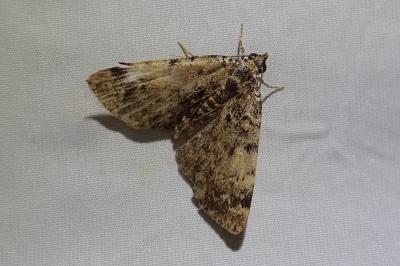 Idia calvaria