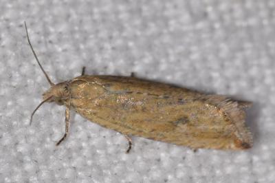 Bactra lancealana