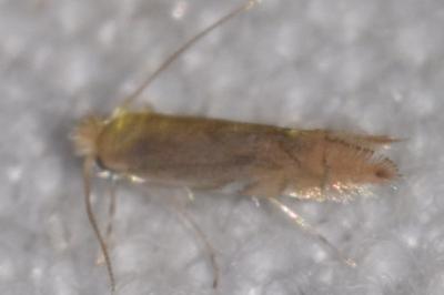 Phyllonorycter quercifoliella