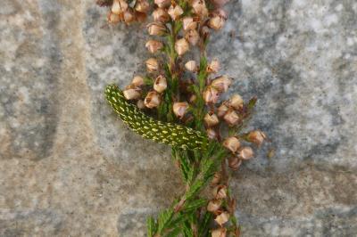 Anarta myrtilli