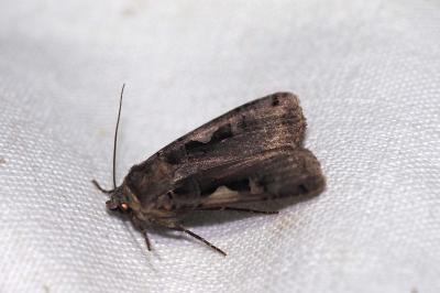 Xestia c-nigrum